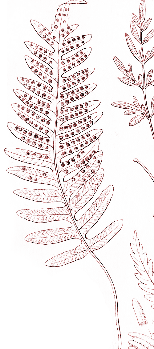 Fern Element