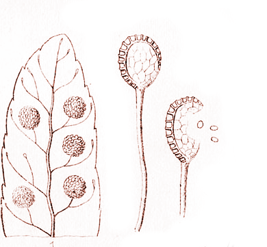 Fern Element